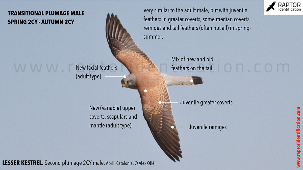 Lesser-Kestrel-male-identification