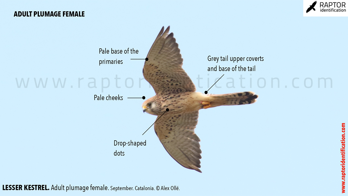 Lesser-Kestrel-female-identification