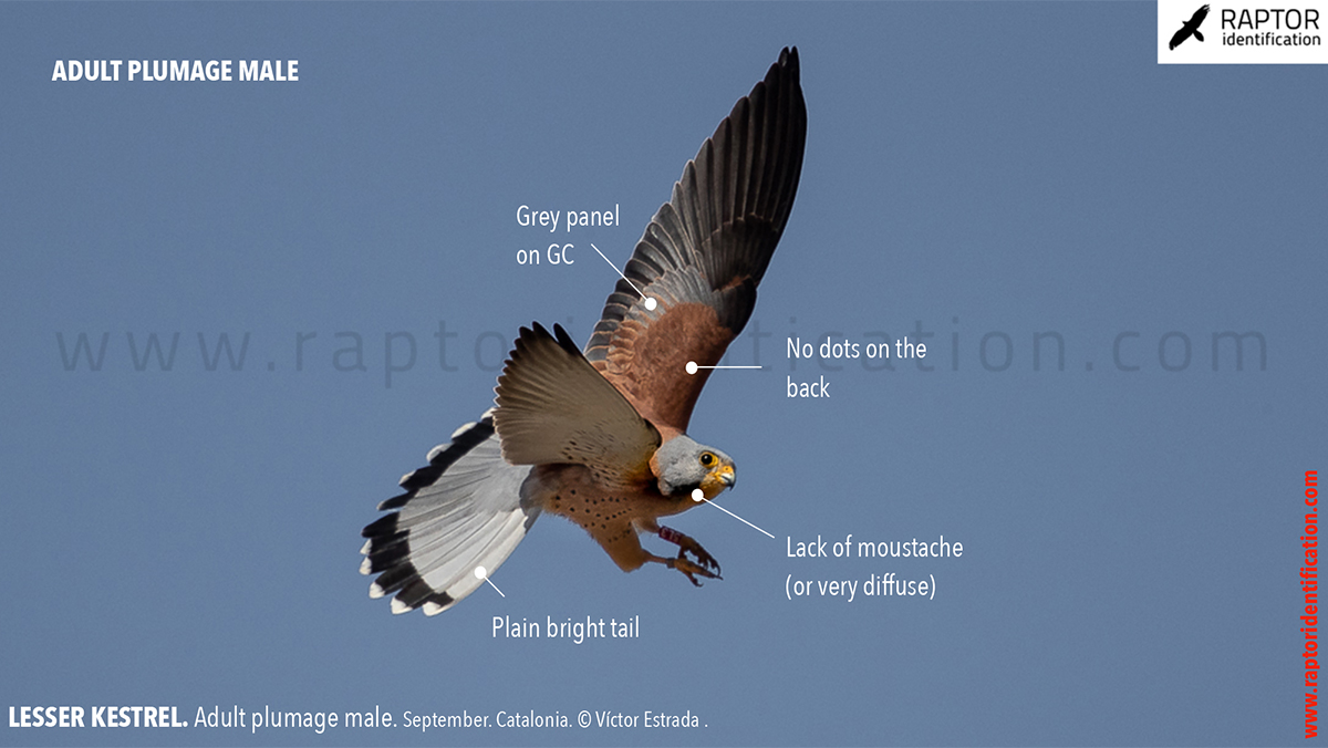 Lesser-Kestrel-male-identification