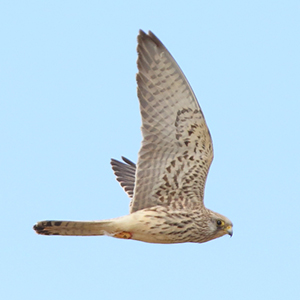 Lesser-Kestrel-Juvenile-plumage-identification