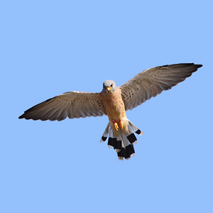 Lesser-Kestrel-male-identification