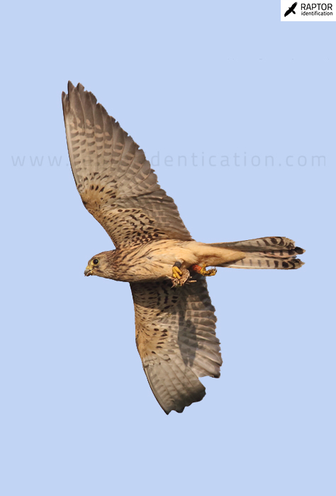 Lesser-Kestrel-Common-Kestrel-identification