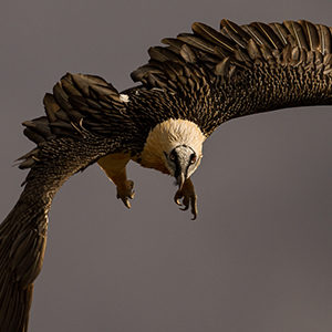 Bearded-Vulture-adult-plumage