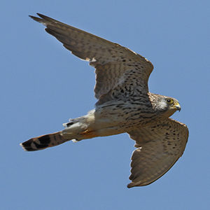 Lesser-Kestrel-female-identification