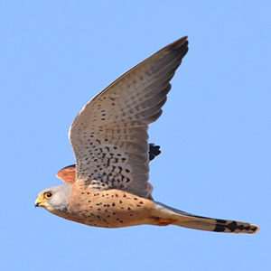 Lesser-Kestrel-male-identification