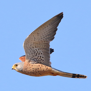 Lesser-Kestrel-male-identification