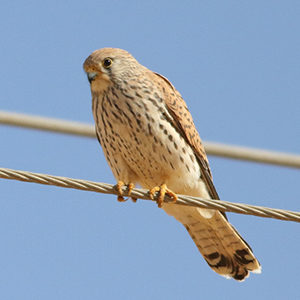 Lesser-Kestrel-female-identification