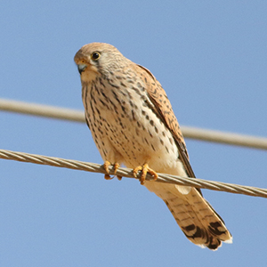 Lesser-Kestrel-female-identification