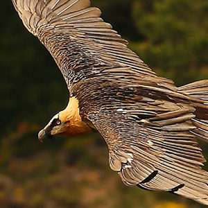 Bearded-Vulture-Sixth-plumage