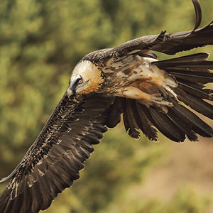 Bearded-Vulture-fifht-plumage