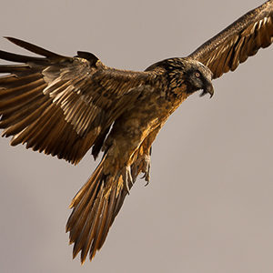 Bearded-Vulture