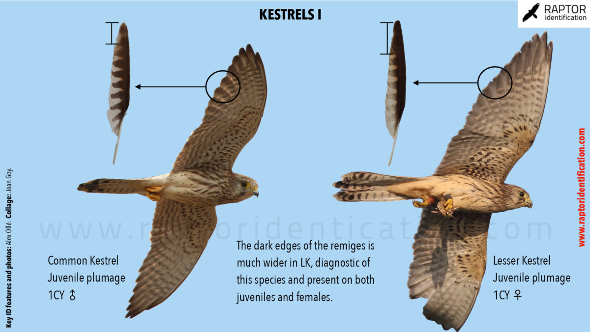 Lesser-Kestrel-Common-Kestrel-identification