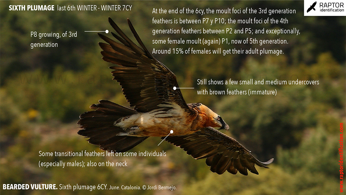 Bearded-Vulture-sixth-plumage