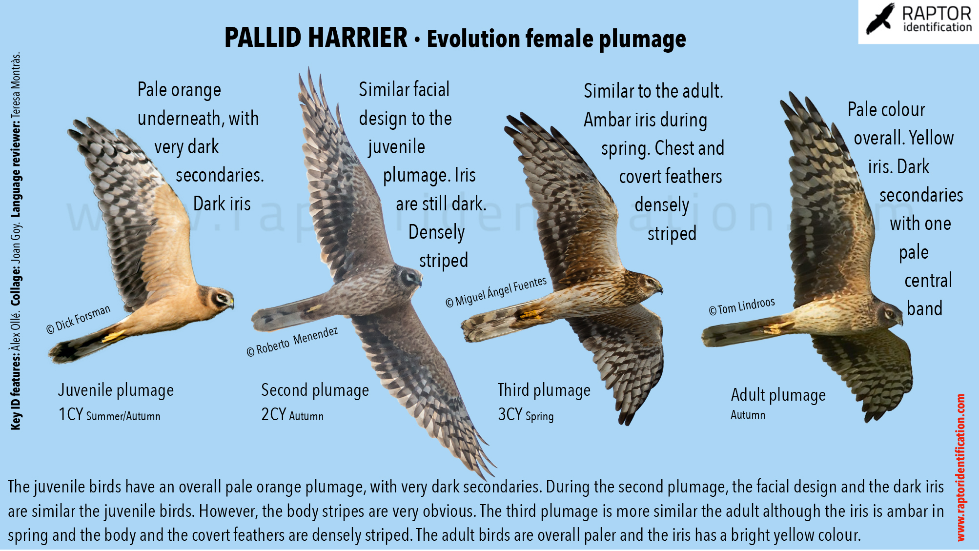 Northern Harrier Male Vs Female Northern Harrier Male Vs Female