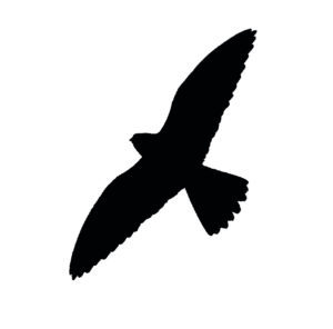 Falco-naumanni-lesser-kestrel-silhouette