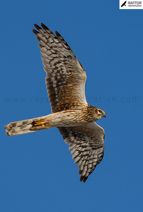 Pallid-Harrier-female-plumage