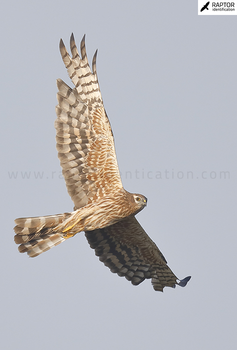 Montagu's-Harrier-female-plumage