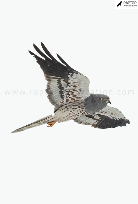 Montagus-Harrier