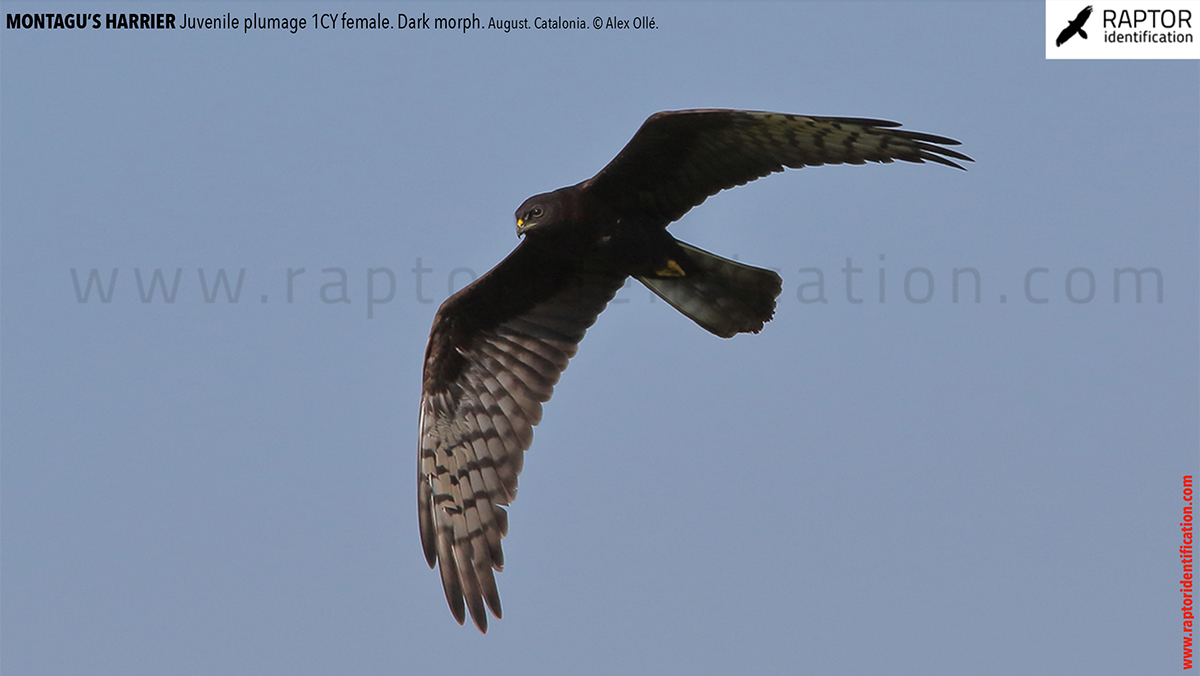 Juvenile-Montagu's-Harrier-identification-circus-pygargus-dark-morph