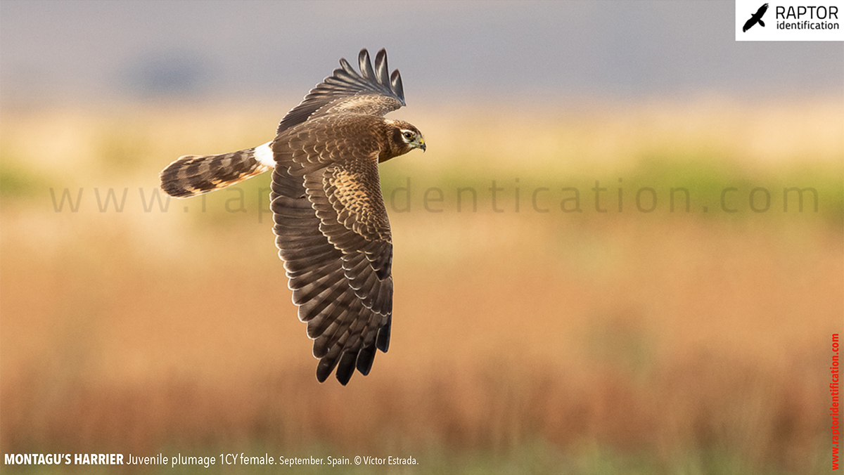 Juvenile-Montagu's-Harrier-identification-circus-pygargus