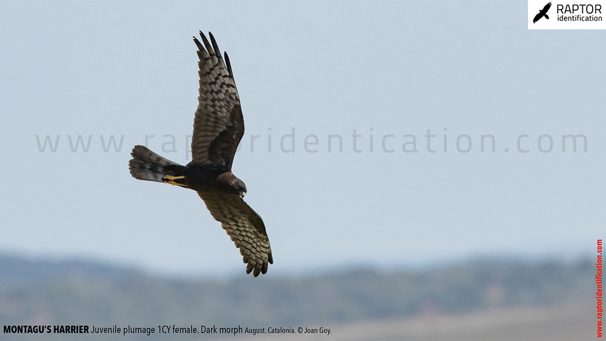 Juvenile-Montagu's-Harrier-identification-circus-pygargus-dark-morph