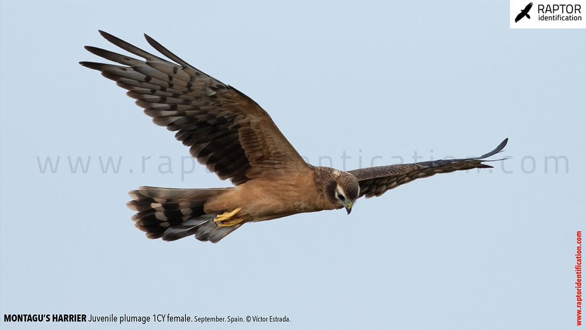 Juvenile-Montagu's-Harrier-identification-circus-pygargus