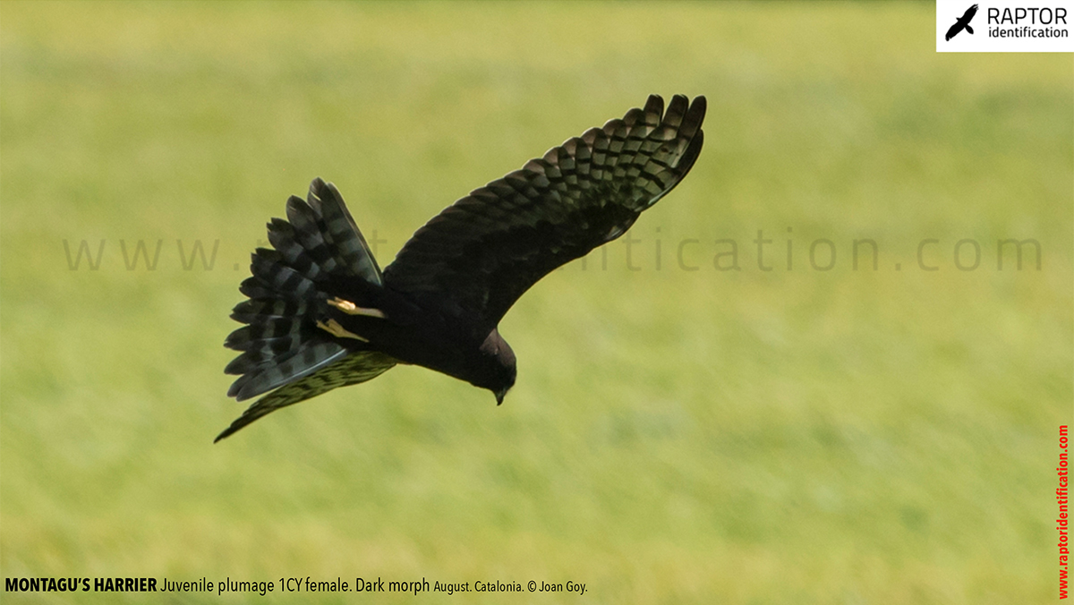 Montagu\'s Harrier Juvenile Plumage – Dark Morph – Raptor Identification –  The complete raptors guide | Anzuggürtel