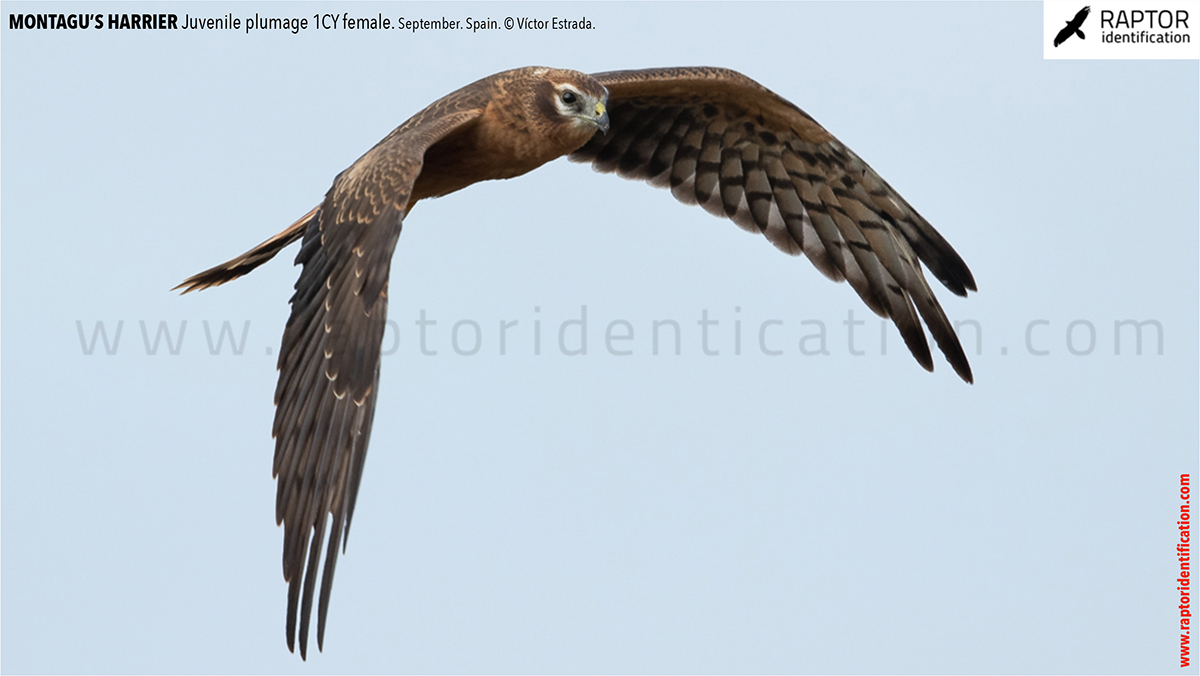 Juvenile-Montagu's-Harrier-identification-circus-pygargus