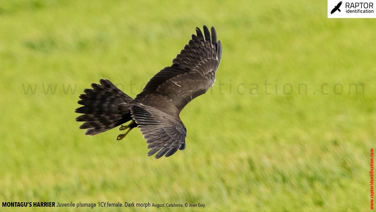 Juvenile-Montagu's-Harrier-identification-circus-pygargus-dark-morph