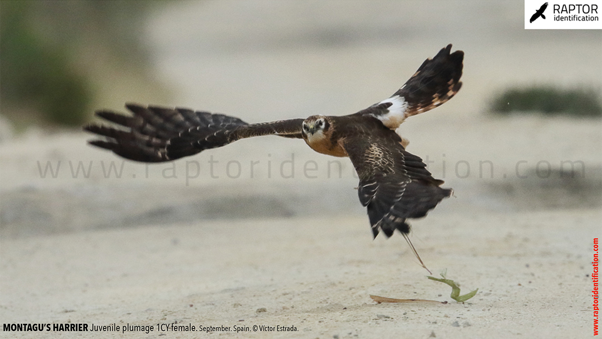 Juvenile-Montagu's-Harrier-identification-circus-pygargus