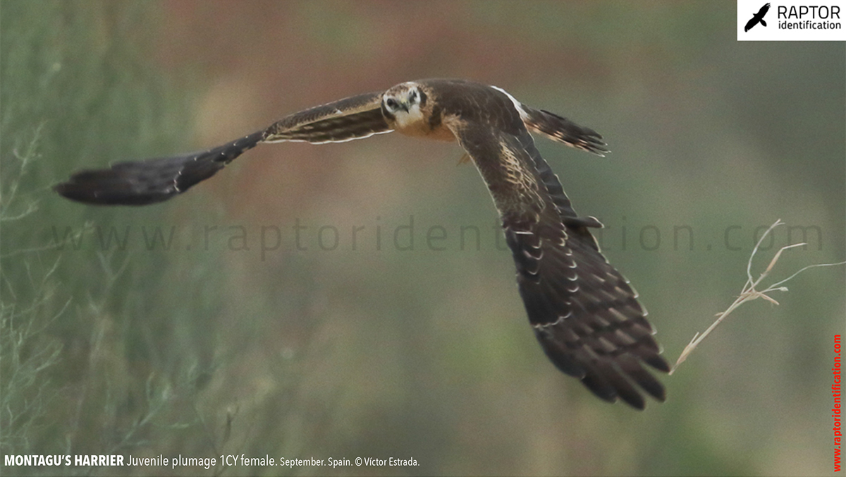 Juvenile-Montagu's-Harrier-identification-circus-pygargus