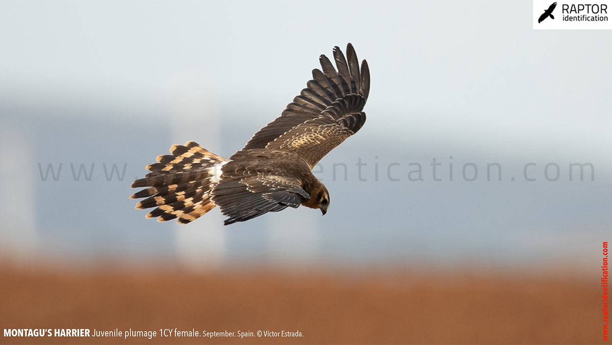 Juvenile-Montagu's-Harrier-identification-circus-pygargus