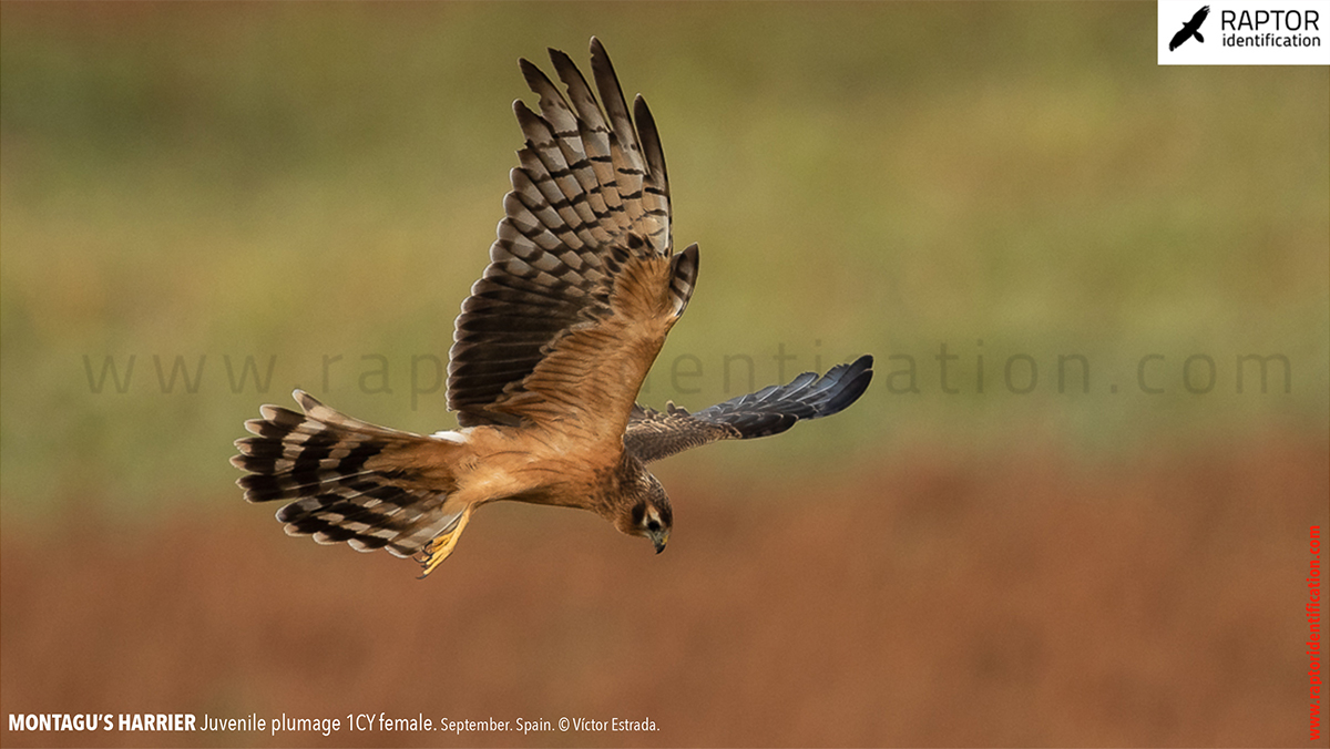 Juvenile-Montagu's-Harrier-identification-circus-pygargus