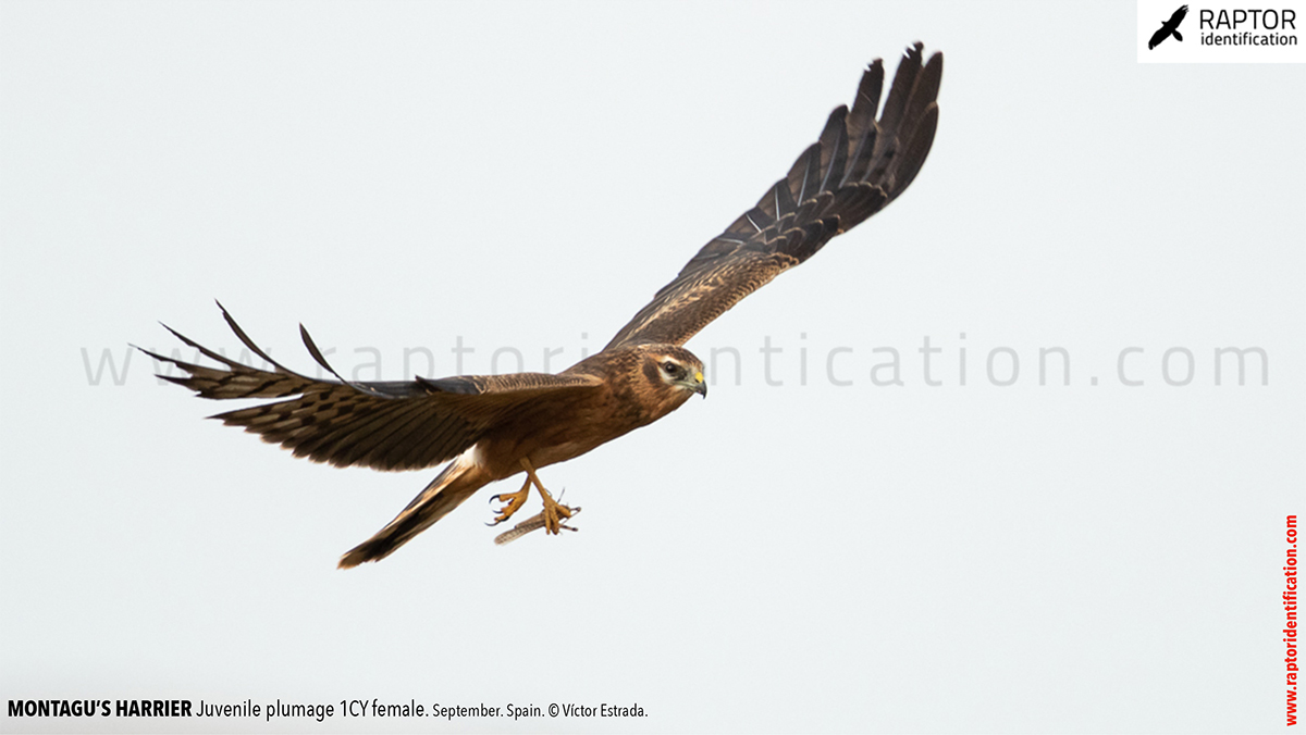 Juvenile-Montagu's-Harrier-identification-circus-pygargus