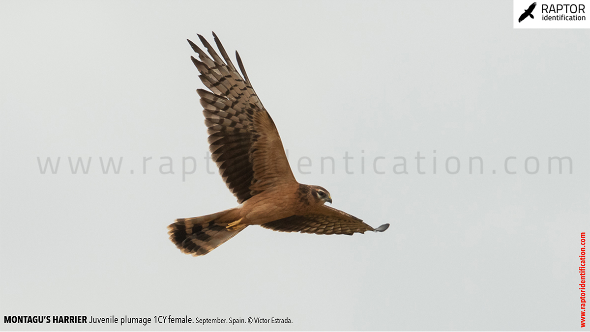 Juvenile-Montagu's-Harrier-identification-circus-pygargus