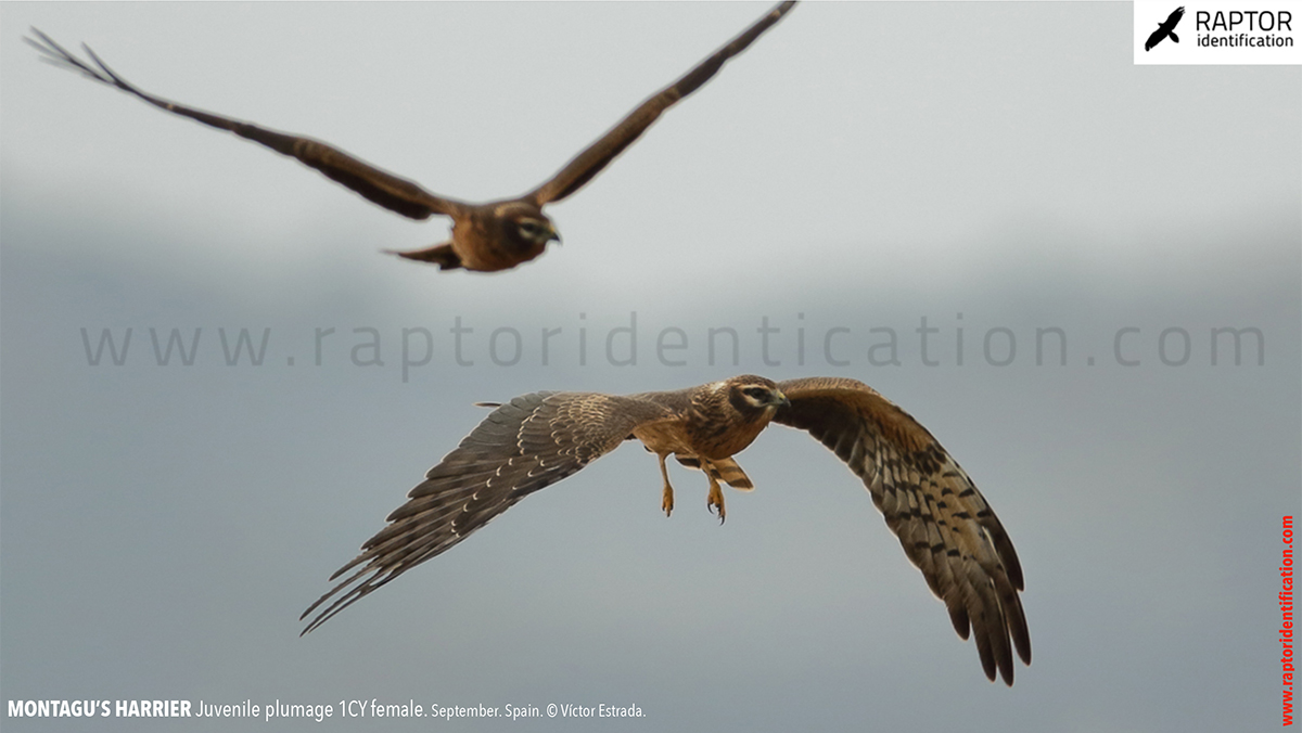 Juvenile-Montagu's-Harrier-identification-circus-pygargus