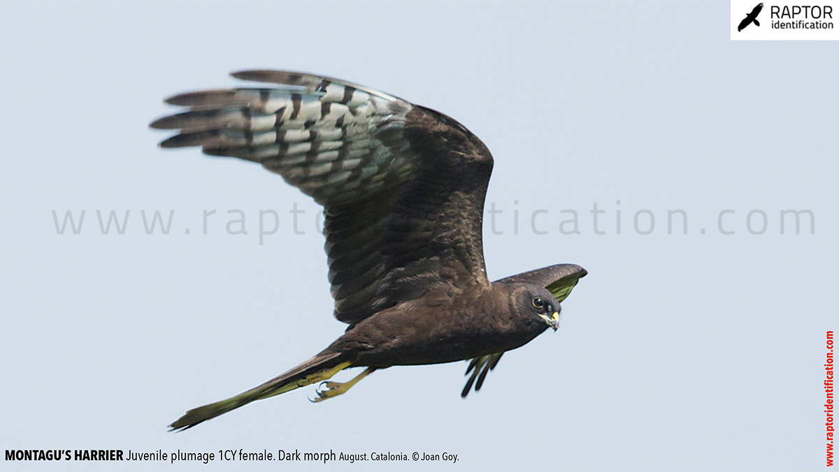 Juvenile-Montagu's-Harrier-identification-circus-pygargus-dark-morph