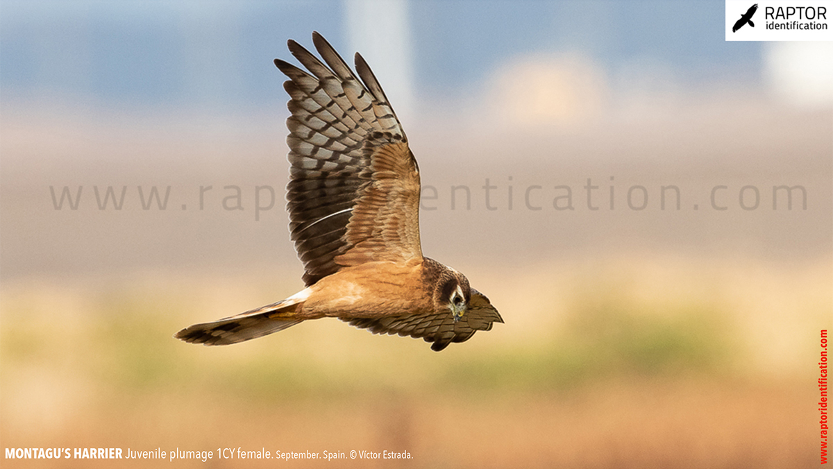 Juvenile-Montagu's-Harrier-identification-circus-pygargus