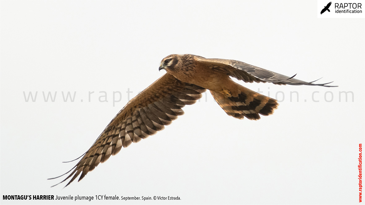 Juvenile-Montagu's-Harrier-identification-circus-pygargus