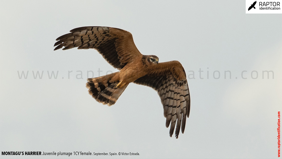 Juvenile-Montagu's-Harrier-identification-circus-pygargus