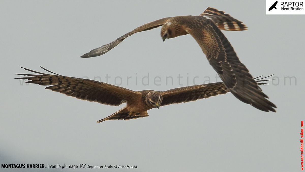 Juvenile-Montagu's-Harrier-identification-circus-pygargus