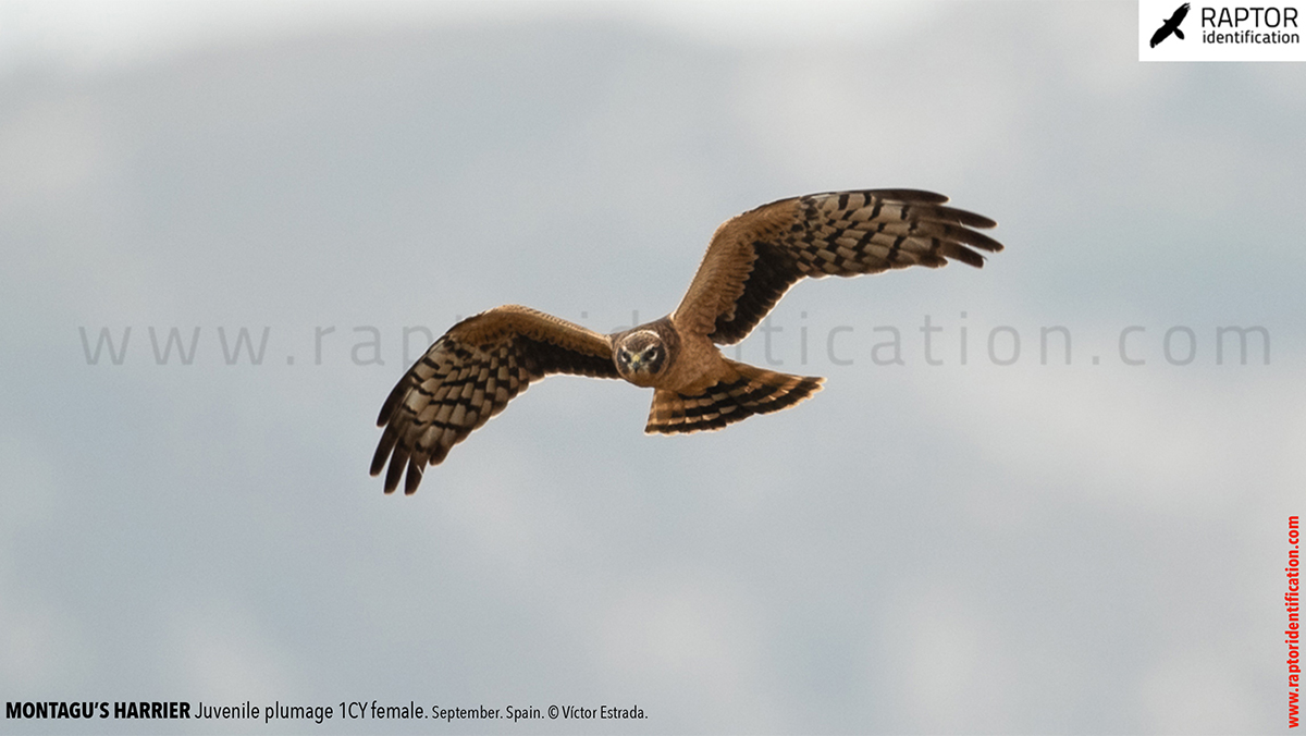 Juvenile-Montagu's-Harrier-identification-circus-pygargus