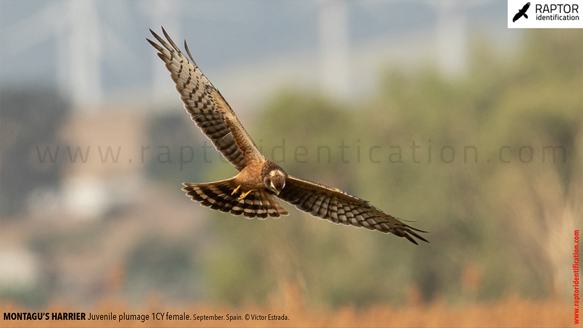 Juvenile-Montagu's-Harrier-identification-circus-pygargus