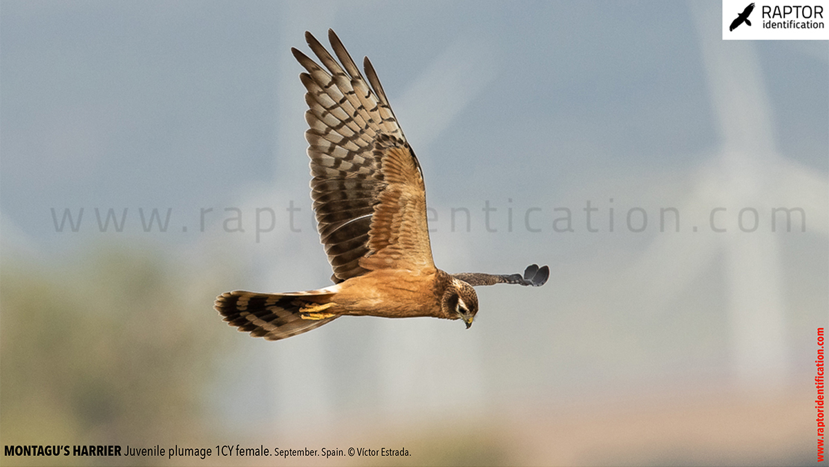 Juvenile-Montagu's-Harrier-identification-circus-pygargus