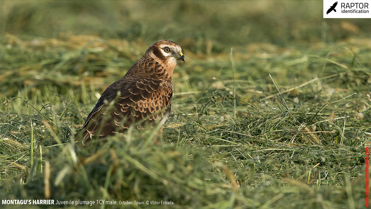 Juvenile-Montagu's-Harrier-identification-circus-pygargus