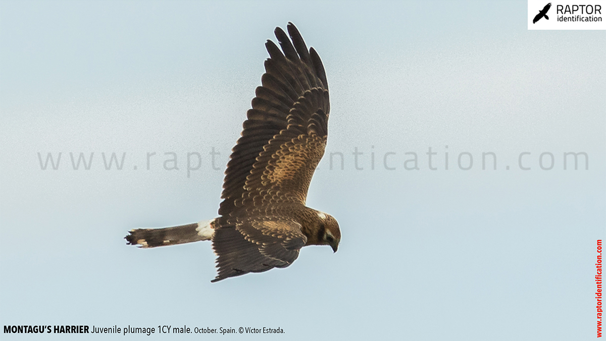 Juvenile-Montagu's-Harrier-identification-circus-pygargus