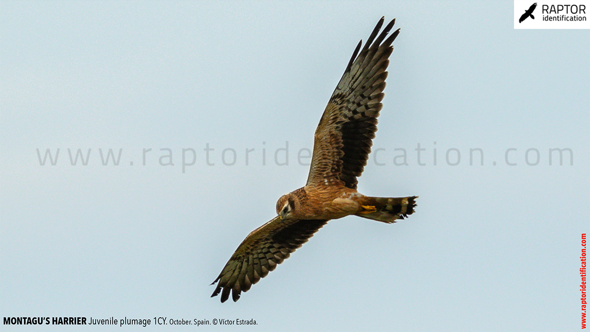 Juvenile-Montagu's-Harrier-identification-circus-pygargus