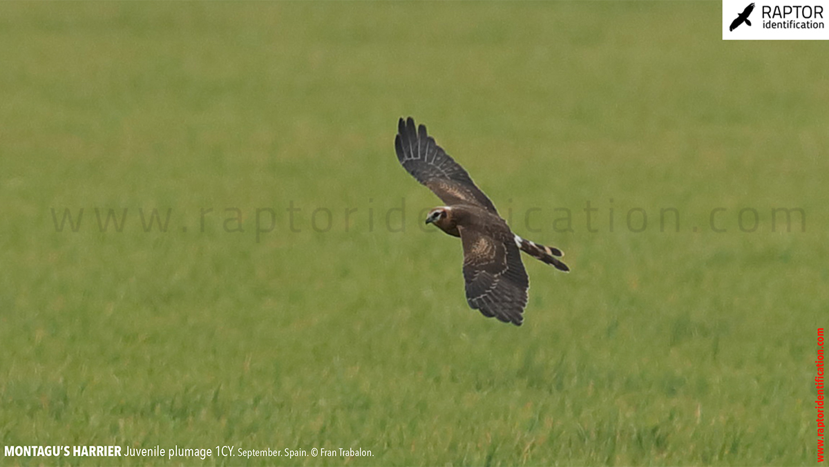 Juvenile-Montagu's-Harrier-identification-circus-pygargus