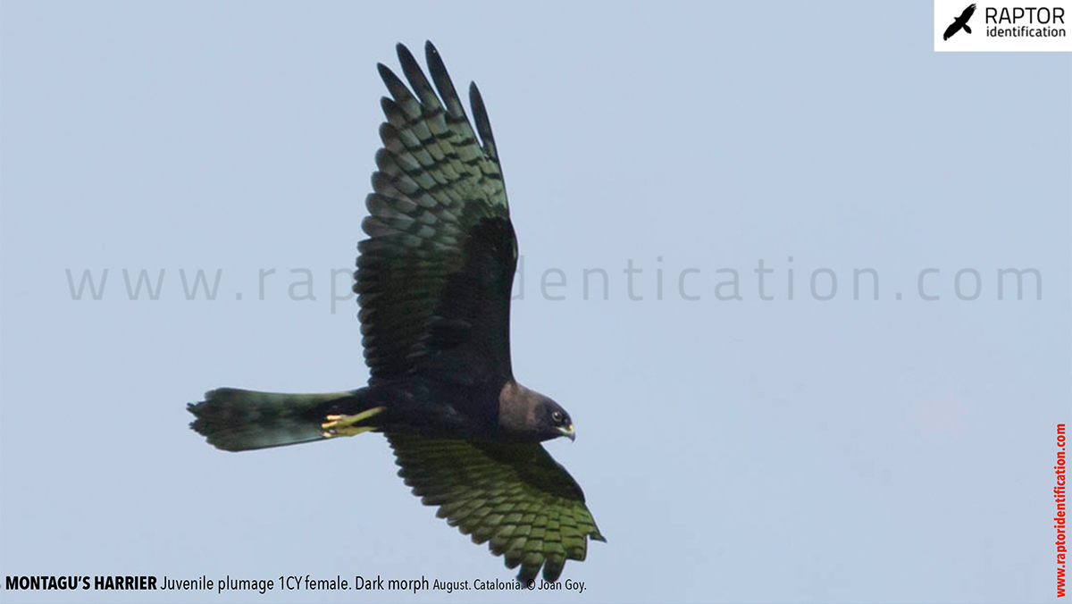 Juvenile-Montagu's-Harrier-identification-circus-pygargus-dark-morph