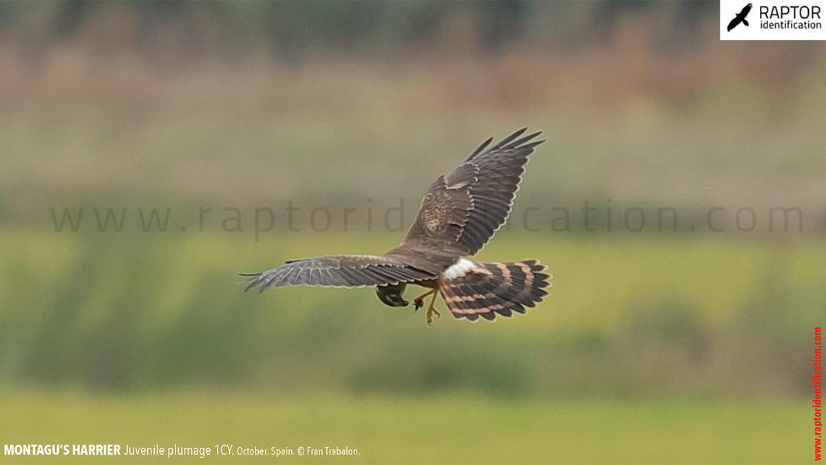 Juvenile-Montagu's-Harrier-identification-circus-pygargus